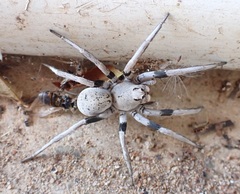 Hoggicosa