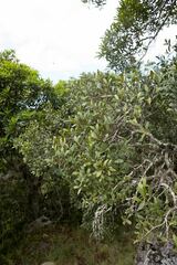 Pterocelastrus echinatus