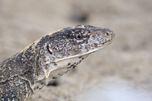 False Monitor, Callopistes flavipunctatus