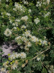 Mimosa quitensis