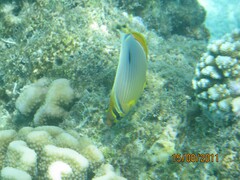 Chaetodon trifasciatus