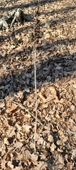 Asphodelus albus