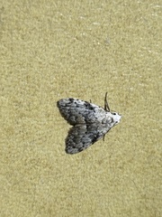 Nola desmotes