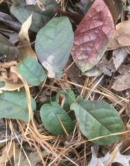 Bignonia capreolata