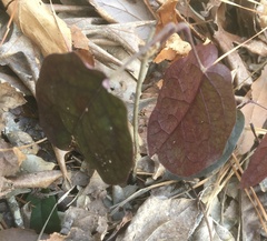 Bignonia capreolata