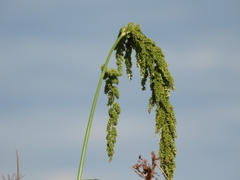 Setaria verticillata