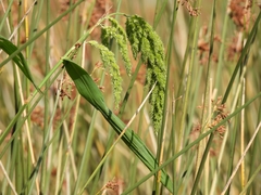 Setaria verticillata