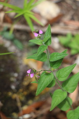 Polygala macowaniana