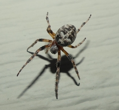 Larinioides patagiatus