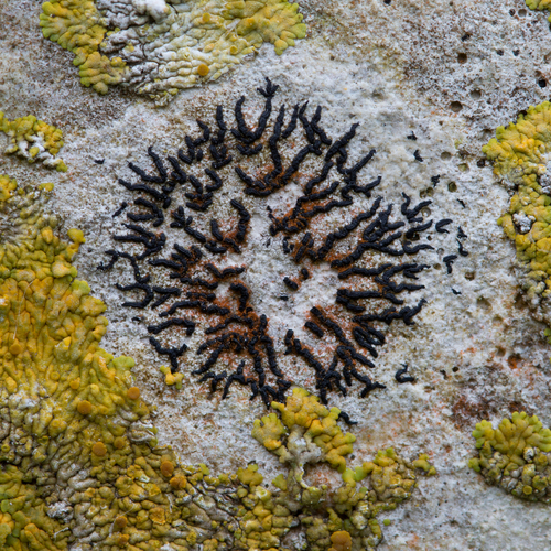 Representative image of Arthonia calcarea