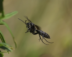 Paracyphononyx funereus