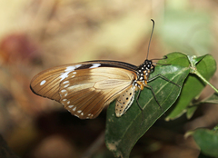Papilio dardanus