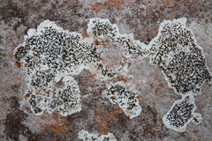 Arthonia calcarea