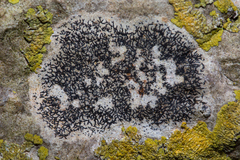Arthonia calcarea