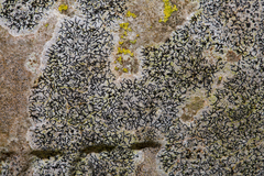 Arthonia calcarea