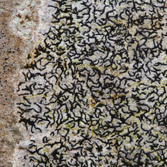 Arthonia calcarea