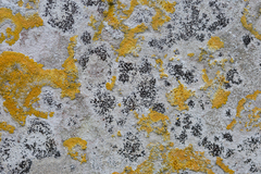 Arthonia calcarea