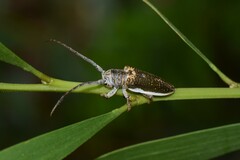 Rhytiphora decipiens