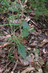 Brownleea coerulea