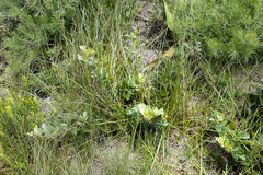 Rhoicissus tridentata