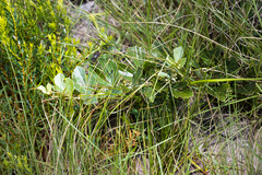 Rhoicissus tridentata