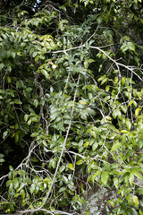 Salacia gerrardii