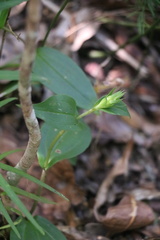 Brownleea coerulea