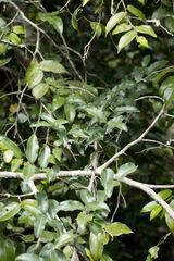 Salacia gerrardii