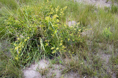 Searsia carnosula