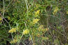 Searsia carnosula