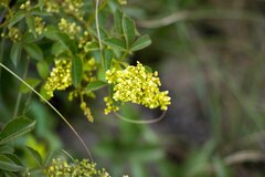 Searsia carnosula