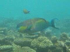 Chlorurus strongylocephalus