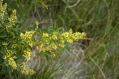 Searsia carnosula