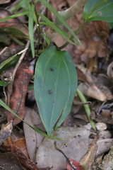 Brownleea coerulea