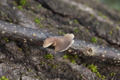 Hohenbuehelia cyphelliformis