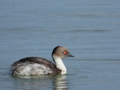 Podiceps occipitalis