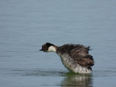 Podiceps occipitalis