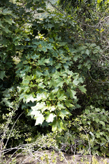 Seemannaralia gerrardii