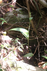 Brownleea coerulea