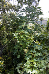 Seemannaralia gerrardii