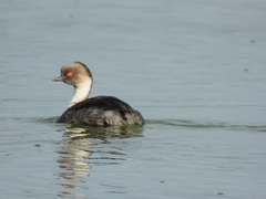 Podiceps occipitalis