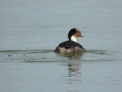 Podiceps occipitalis