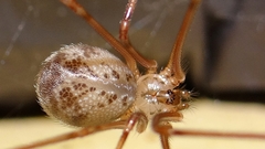 Physocyclus globosus