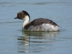 Podiceps occipitalis