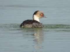 Podiceps occipitalis