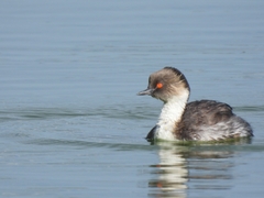 Podiceps occipitalis