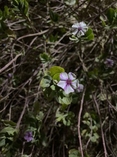 Madagascar Periwinkle