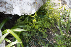 Senecio rhyncholaenus