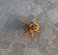 Larinioides patagiatus