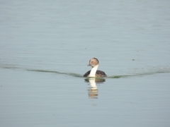 Podiceps occipitalis